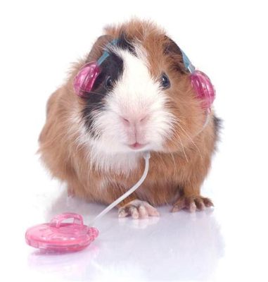 do guinea pigs like music? do they prefer classical or jazz?